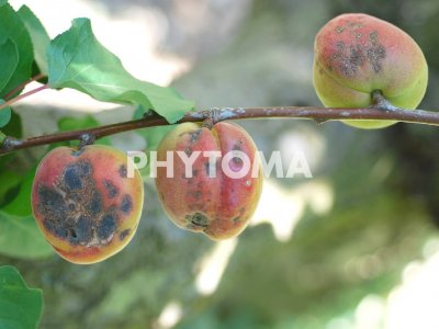 Xanthomonas arborícola pv. pruni